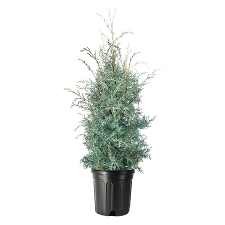 Carolina Sapphire | 1 Extra Large 3 Gallon Tree | Cupressus arizonica 'Carolina Sapphire' | Privacy Screen | Fast-Growing Evergreen Plants for Landscaping