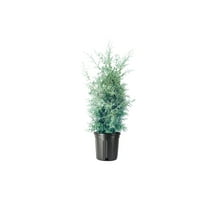 Carolina Sapphire | 3 Large Gallon Size Plants | Cupressus Arizonica | Fast-Growing Evergreen Tree, Drought Tolerant Landscaping, Privacy Screen, Aromatic Foliage, Low Maintenance, Ornamental Conifer