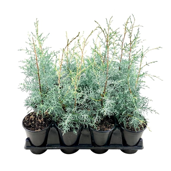 Carolina Sapphire | 3 Live Quart Size Trees | Cupressus arizonica 'Carolina Sapphire' | Privacy Screen | Fast-Growing Evergreen Plants for Landscaping