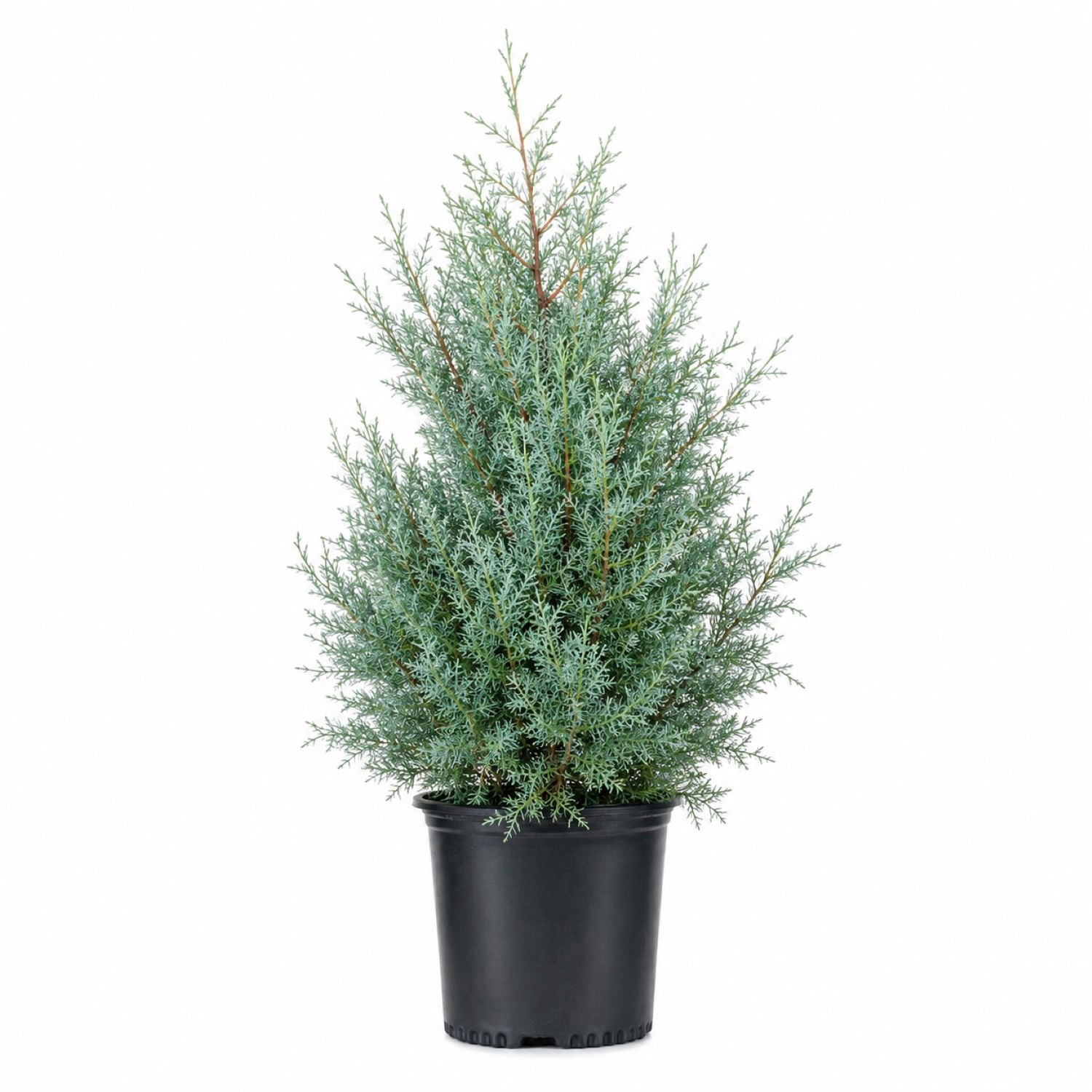Expert Gardener Carolina Sapphire Arizona Cypress (2.5 Gallon) Evergreen Tree with Blue-Grey Foliage - Full Sun