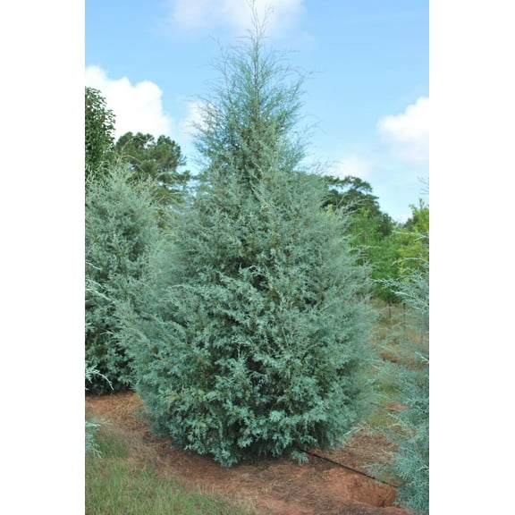 Carolina Sapphire Blue Cypress - Live Plant - ( 2.5 QT ) - Privacy Tree
