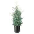 thumbnail image 1 of Carolina Sapphire  1 Extra Large 3 Gallon Trees  Cupressus arizonica 'Carolina Sapphire'  Fast-Growing Privacy Fence  Evergreen Landscape Screening Plants, 1 of 9