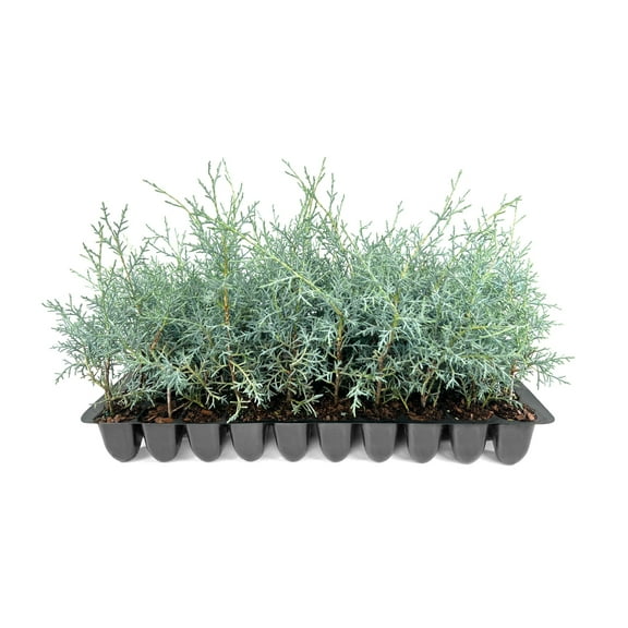 Carolina Sapphire  10 Live Plants  Cupressus arizonica 'Carolina Sapphire'  Fast-Growing Privacy Trees  Evergreen Landscape Screening Plants