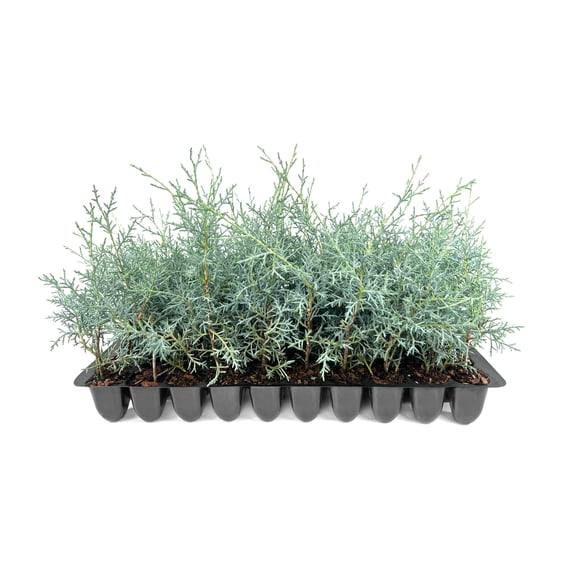 Carolina Sapphire 10 Live Plants Cupressus arizonica 'Carolina Sapphire' Fast-Growing Privacy Trees Evergreen Landscape Screening Plants