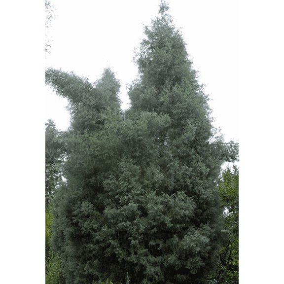 Carolina Sapphire Cypress Tree Hardy Cypress Plant 10-16 Inch Tall 4 Inch Pot