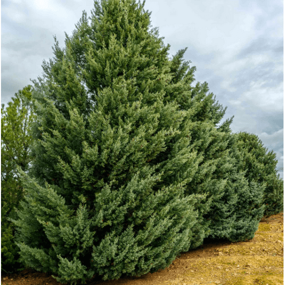 Carolina Sapphire Cypress Tree Live for Planting, Beautiful Evergreen Low Maintenance Cold Hardy Privacy Screen 12 to 18 Inch Tall in Quart Pot