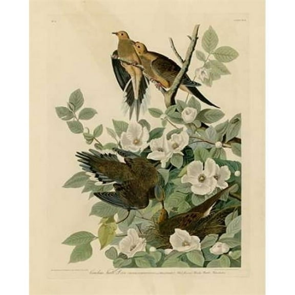 Carolina Turtle Dove Poster Print by John James Audubon