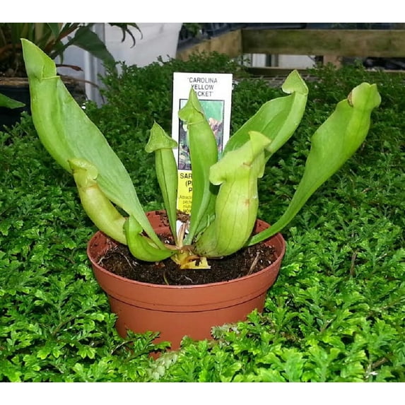 Carolina Yellow Jacket Pitcher Plant - Sarracenia - 3" Pot