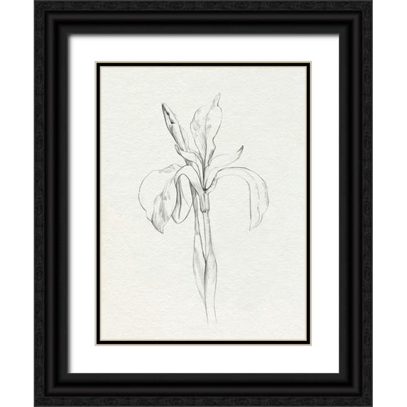 Caroline, Emma 12x14 Black Ornate Wood Framed with Double Matting Museum Art Print Titled - Neutral Iris Sketch II