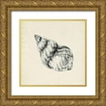thumbnail image 1 of Caroline, Emma 26x26 Gold Ornate Wood Framed with Double Matting Museum Art Print Titled - Seashell Pencil Sketch III, 1 of 4