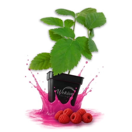 Caroline Raspberry Bush - 1 Live Plant in a 3 Inch Growers Pot - Rubus Idaeus - Edible Fruit Bearing Bramble Shrub for The Patio and Garde