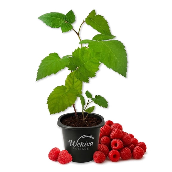 Caroline Raspberry Bush - 1 Live Starter Plant - Rubus - Edible Berry Bearing Bramble Shrub for Fruit Garden and Patio