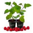 thumbnail image 1 of Caroline Raspberry Bush - 2 Live Starter Plants - Rubus - Edible Berry Bearing Bramble Shrub for Fruit Garden and Patio, 1 of 6