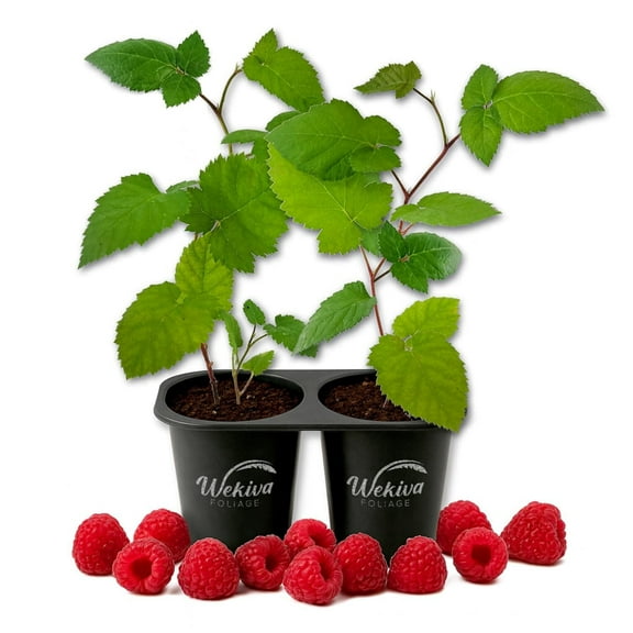 Caroline Raspberry Bush - 2 Live Starter Plants - Rubus - Edible Berry Bearing Bramble Shrub for Fruit Garden and Patio