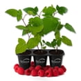 thumbnail image 1 of Caroline Raspberry Bush - 3 Live Starter Plants - Rubus - Edible Berry Bearing Bramble Shrub for Fruit Garden and Patio, 1 of 6
