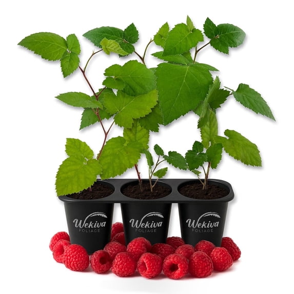 Caroline Raspberry Bush - 3 Live Starter Plants - Rubus - Edible Berry Bearing Bramble Shrub for Fruit Garden and Patio