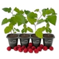 thumbnail image 1 of Caroline Raspberry Bush - 4 Live Starter Plants - Rubus - Edible Berry Bearing Bramble Shrub for Fruit Garden and Patio, 1 of 6