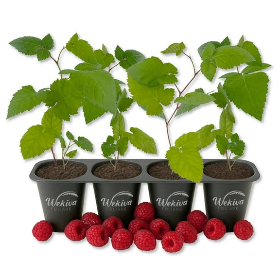 Caroline Raspberry Bush - 4 Live Starter Plants - Rubus - Edible Berry Bearing Bramble Shrub for Fruit Garden and Patio