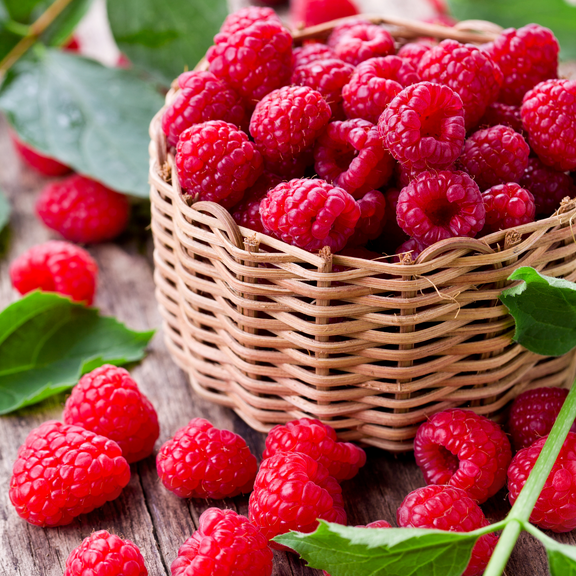 Caroline Raspberry Plant Live, 5-8 Inch Tall, Thornless Raspberry Bush Live