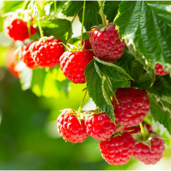 Caroline Red Raspberry Live Plant 46 Inch Tall, Everbearing Berry Bush for Garden