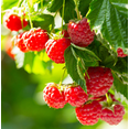 thumbnail image 1 of Set 2 Caroline Red Raspberry Plants Live, Sweet Raspberries Fruit Seedlings, Size 5-8 Inch Tall for Planting, 1 of 8