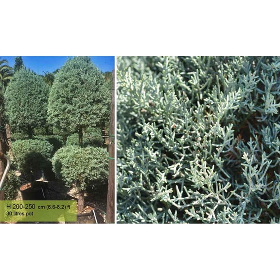 RedCrocus Caroline Sapphire Cypress - Evergreen Needle Plant - Full Sun Container Garden - Drought Tolerant Decorative Plant 7 Gallon