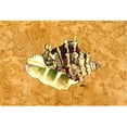 thumbnail image 1 of Carolines Treasures  Shell Moisture Wicking Fabric Standard Pillowcase, 1 of 1