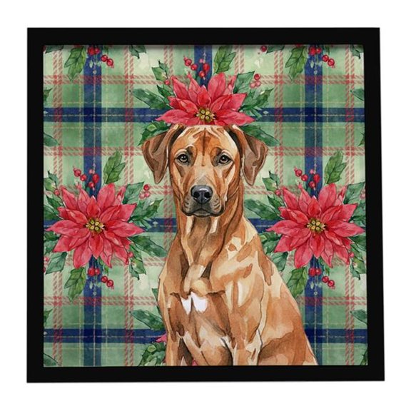 Carolines Treasures WDK8786MFP88 8 x 8 in. Rhodesian Ridgeback Christmas Poinsettias Framed Metal Print