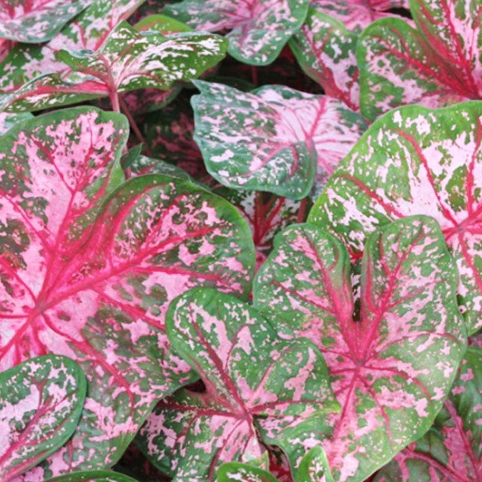 Caladium Deer Resistant