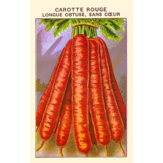 Carotte Rouge Longue Obtuse Sans Coeur Poster Print by unknown (18 x 24)