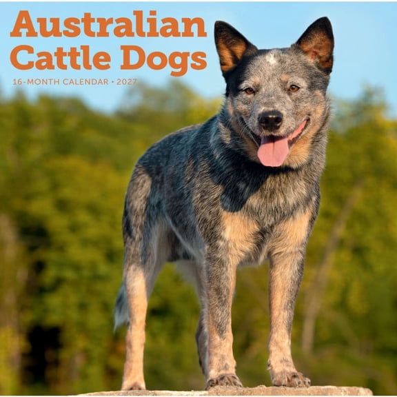 Carousel Calendars, Australian Cattle Dogs 2027 Wall Calendar