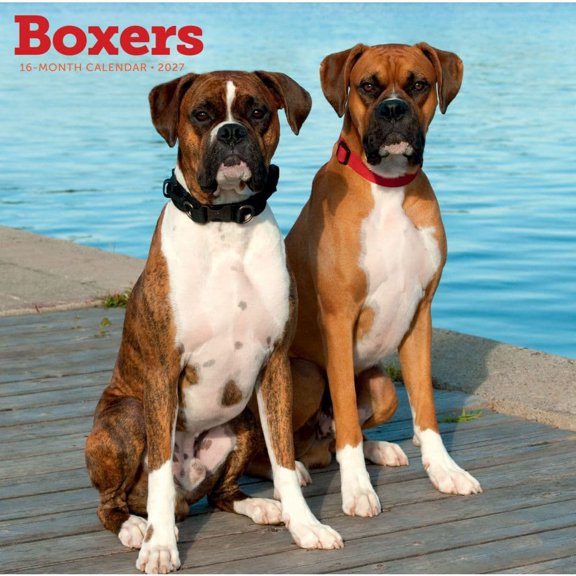 Carousel Calendars, Boxers 2027 Wall Calendar