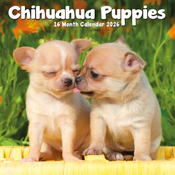 Carousel Calendars, Chihuahua Puppies 2026 Mini Wall Calendar