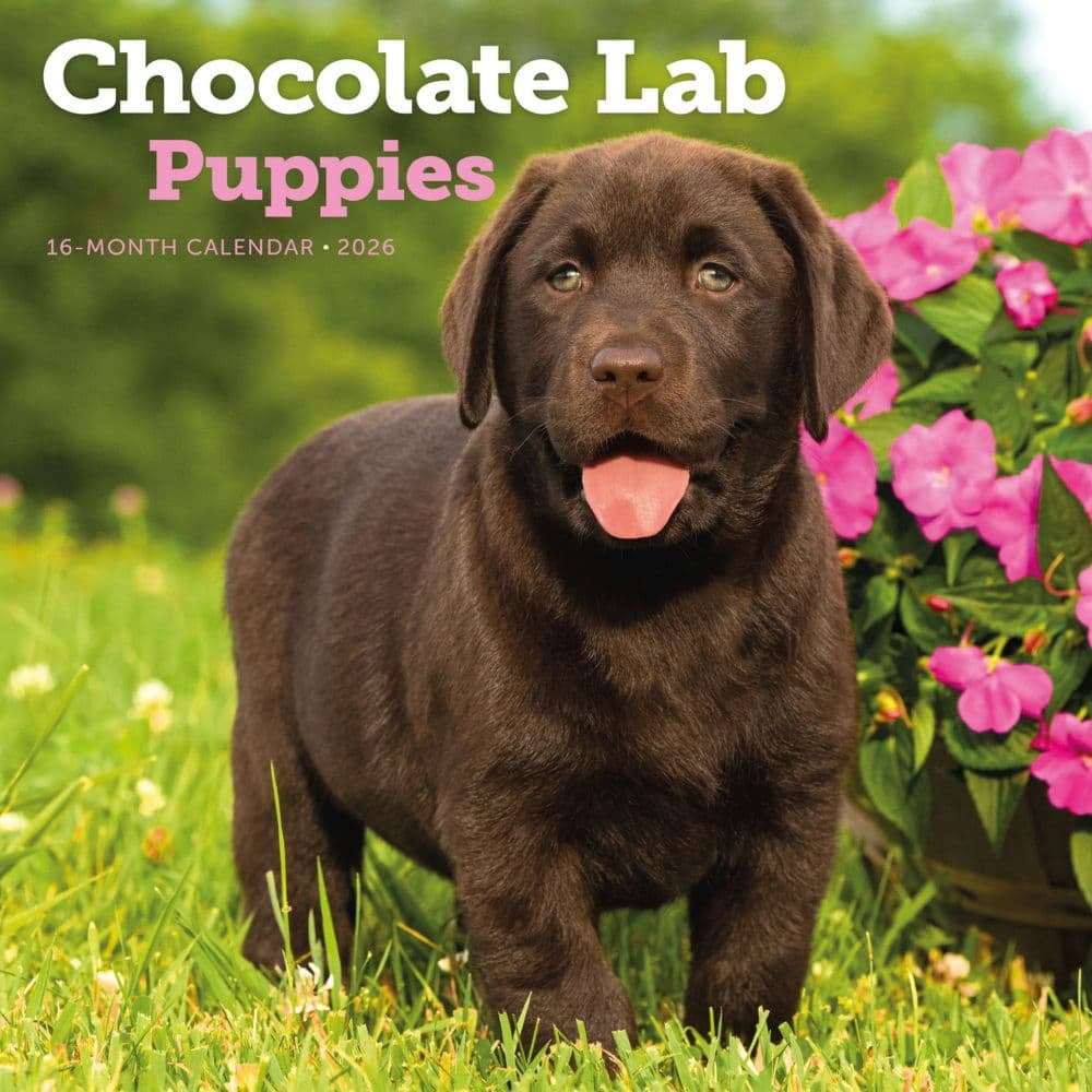 Carousel Calendars, Chocolate Lab Retriever Puppies 2026 Wall Calendar Carousel Calendars, Chocolate Lab Retriever Puppies 2026 Wall Calendar