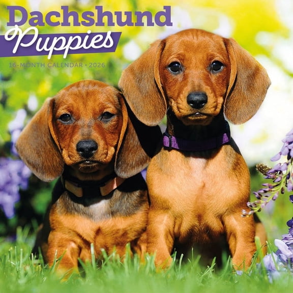 Carousel Calendars, Dachshund Puppies 2026 Wall Calendar