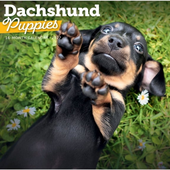 Carousel Calendars, Dachshund Puppies 2027 Wall Calendar