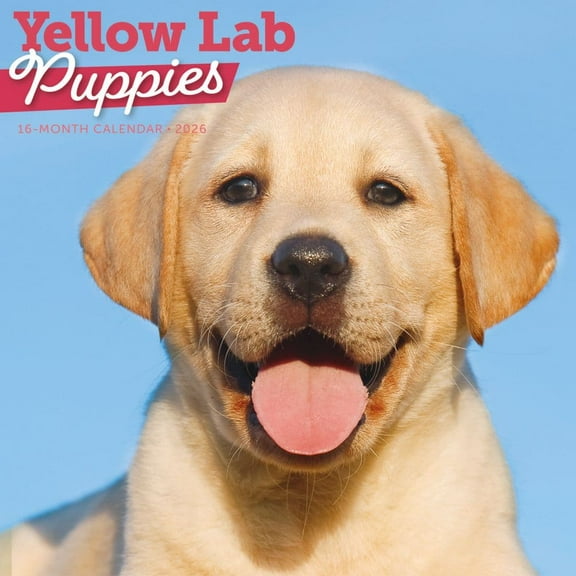 Carousel Calendars, Just Yellow Lab Puppies 2026 Wall Calendar