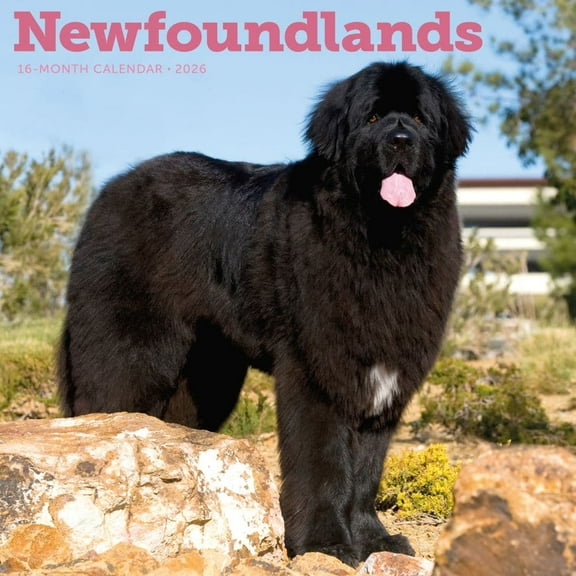 Carousel Calendars, Newfoundlands 2026 Wall Calendar
