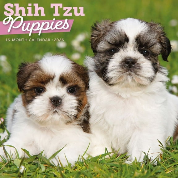Carousel Calendars, Shih Tzu Puppies 2026 Wall Calendar