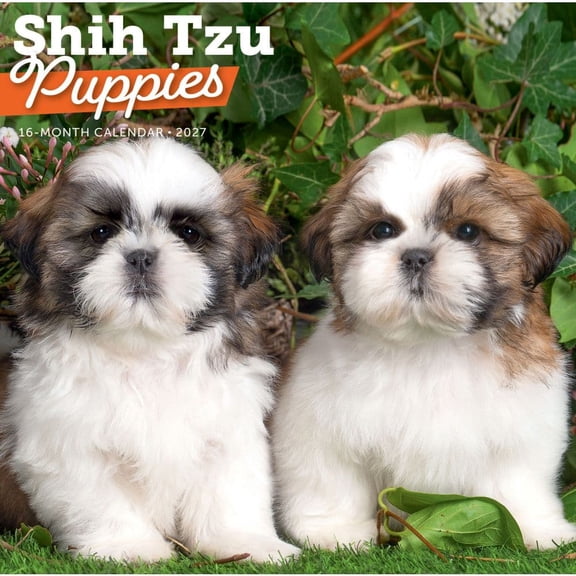 Carousel Calendars, Shih Tzu Puppies 2027 Wall Calendar