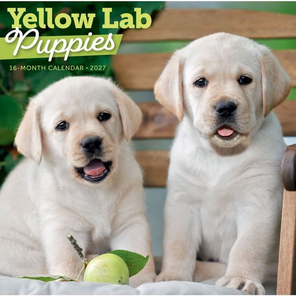 Carousel Calendars, Yellow Lab Puppies 2027 Wall Calendar