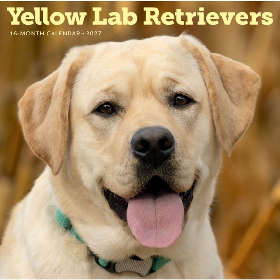 Carousel Calendars, Yellow Lab Retrievers 2027 Wall Calendar