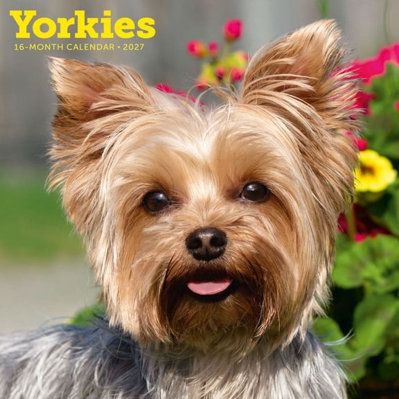 Carousel Calendars, Yorkies 2027 Wall Calendar