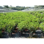 Carousel Mountain Laurel