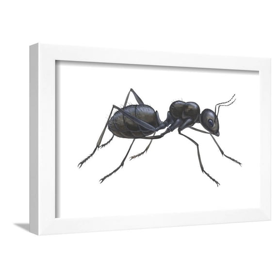 Carpenter Ant Camponotus Pennsylvanicus, Insects, Framed Art Print Wall Art by Encyclopaedia Britannica Sold by Art.Com