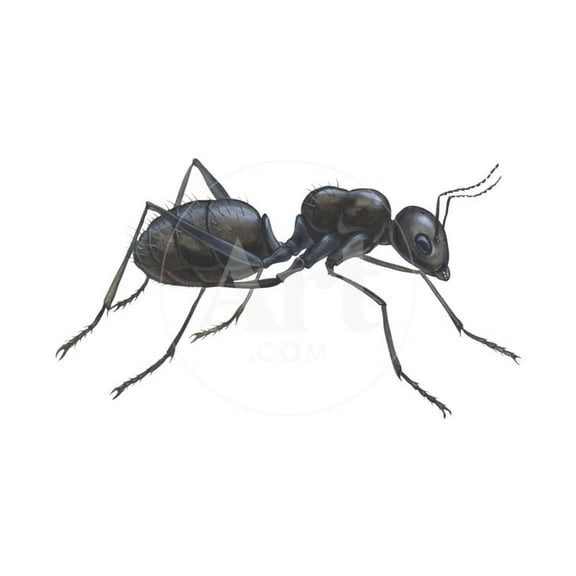 Carpenter Ant Camponotus Pennsylvanicus, Insects, Unframed Poster Wall Art by Encyclopaedia Britannica Sold by Art.Com