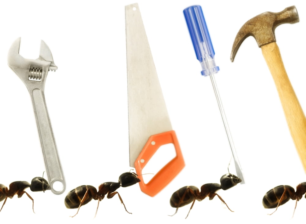 Carpenter Ants (Camponotus Pennsylvanicus) Canvas Art - Chris and Kate Knorr Design Pics (18 x 13)
