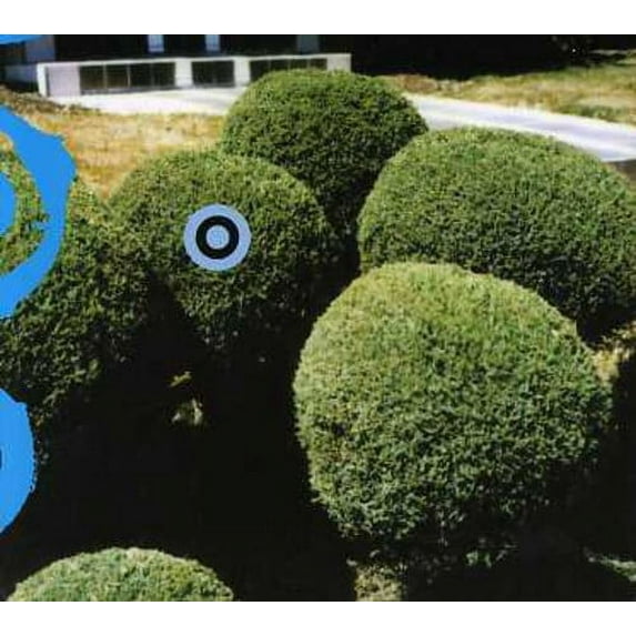 Carpet Musics - Weekday - Electronica - CD