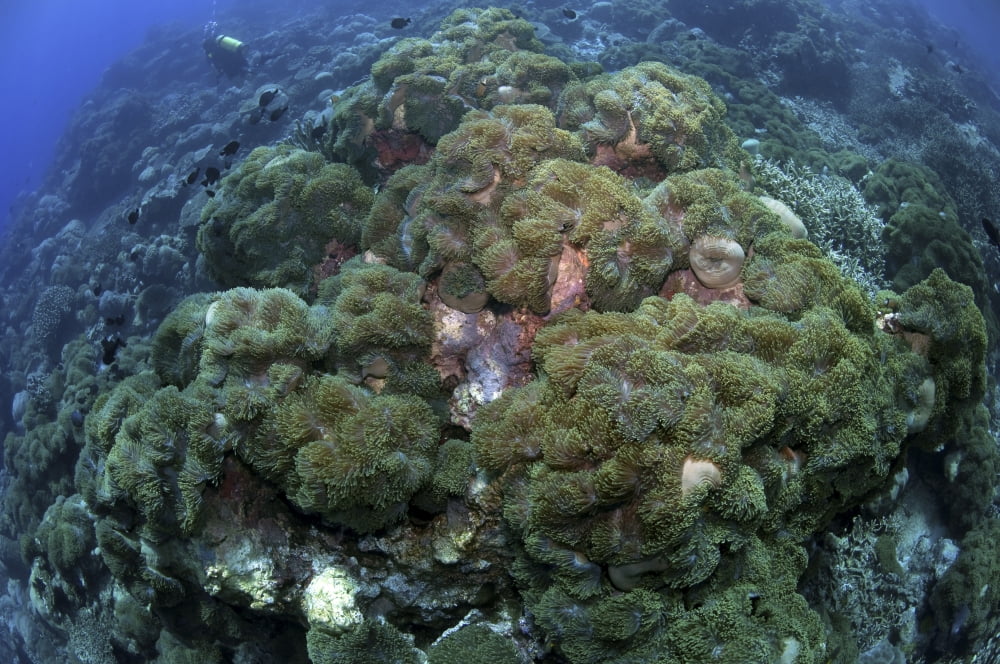 Carpet of green anemone Christmas Island Australia Canvas Art - Mathieu MeurStocktrek Images (35 x 23)