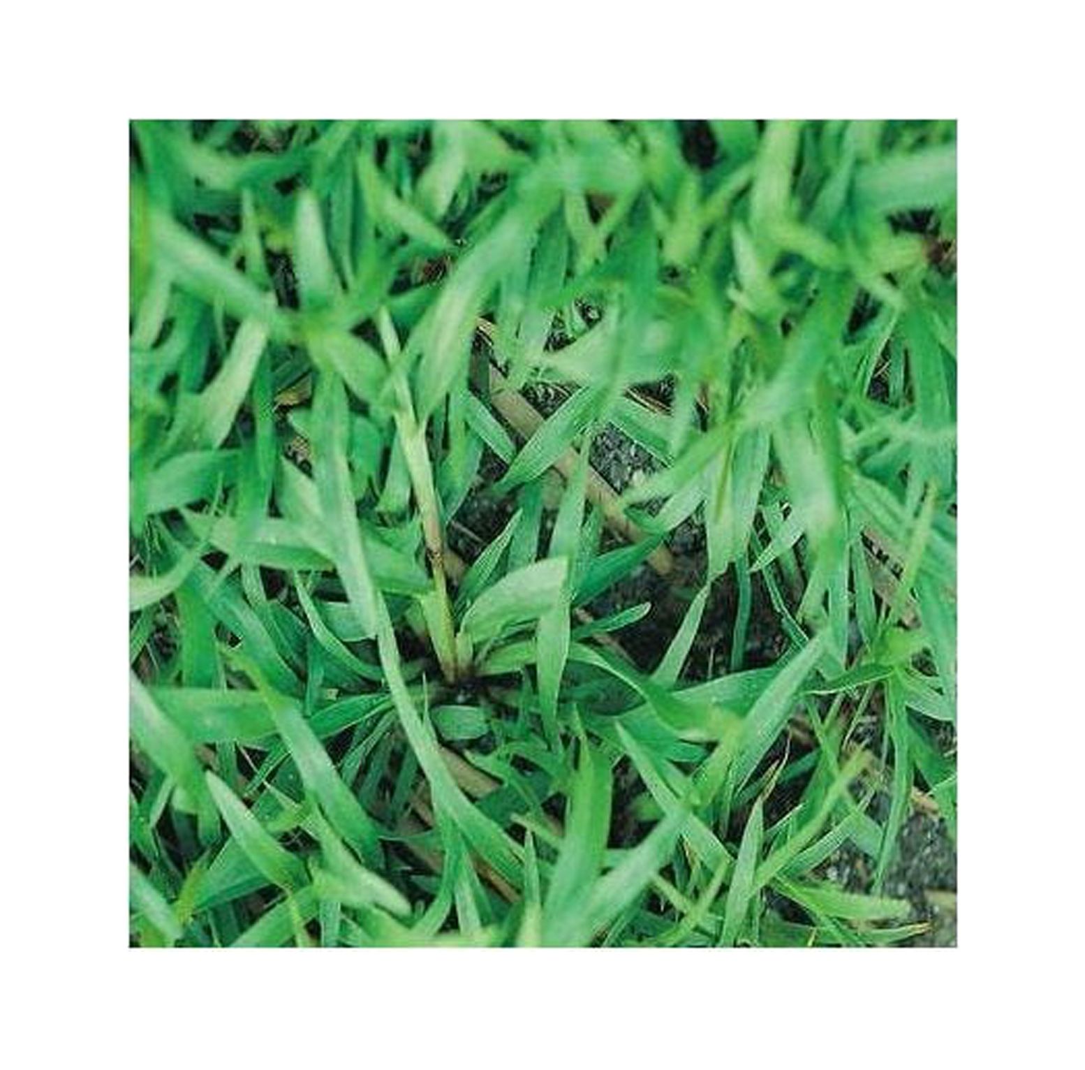 Carpetgrass Seeds Coated 2 Lbs (Carpet Grass Seed)